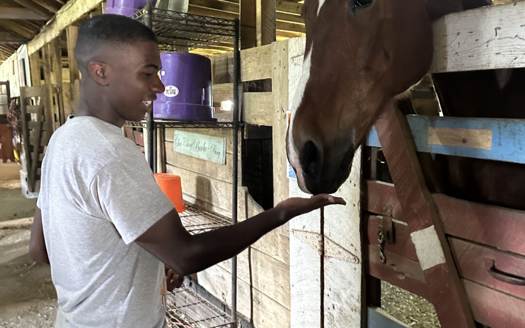 Jayden – Willow Woods Equine Sanctuary